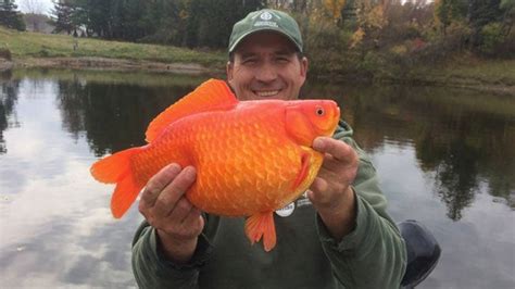 Giant Goldfish Invade Ohio Videos From The Weather Channel