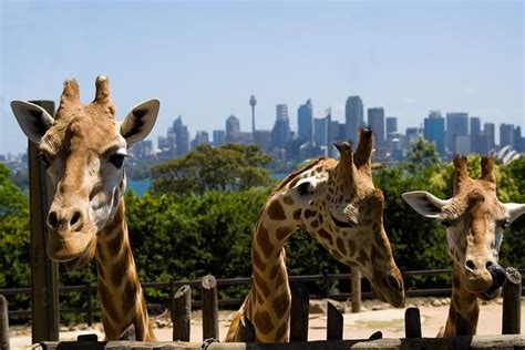 Sydney Taronga Zoo Tickets Compare Price 2024