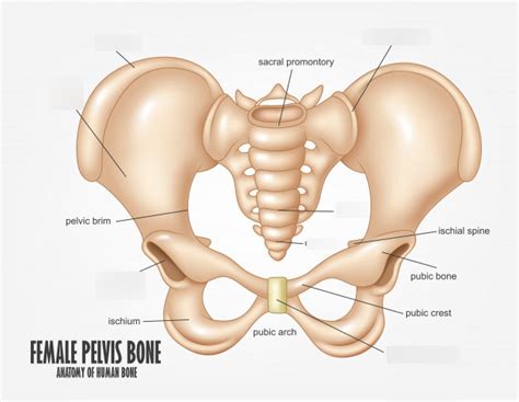 Vector Illustration Of A Diagram Of The Pelvic Girdle Labeled Stock