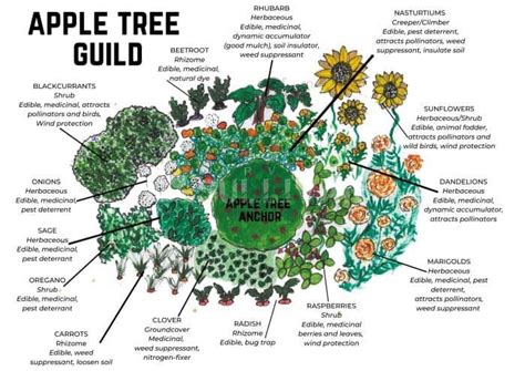 How To Start A Permaculture Garden Survival Sullivan Permaculture