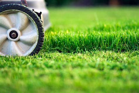 Best Time To Start Mowing Your Lawn Green Oasis