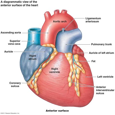 The Cardiovascular System Heart
