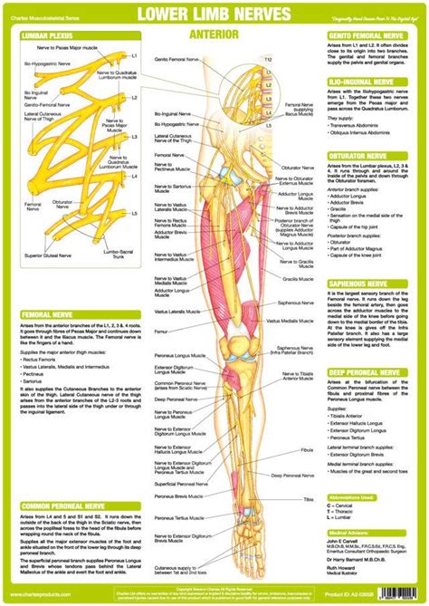 Is the science of body structures and the relationships among… physiology. he Chartex Lower Limb Nervous System Chart illustrates, explains and identifies the anatomy of ...