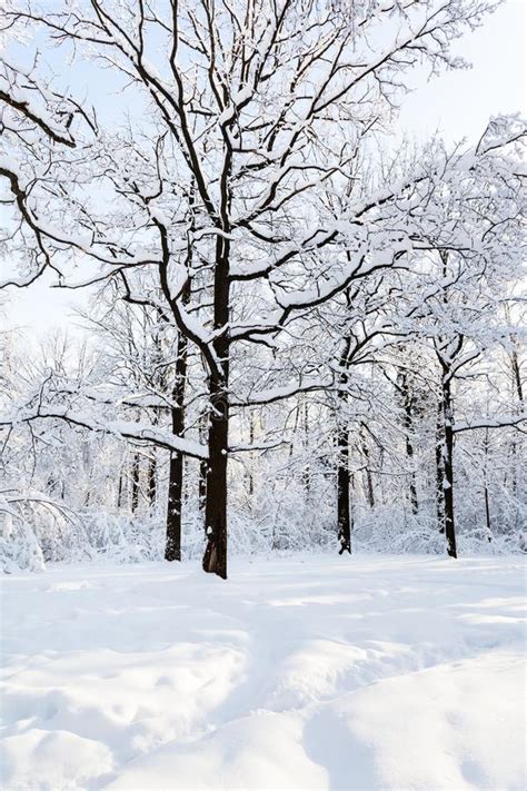 Oak On Snowy Meadow In Forest In Winter Morning Stock Photo Image Of