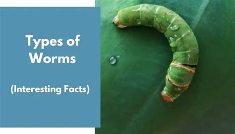 3 Types Of Worms In Humans Garden And Soil Animalfate