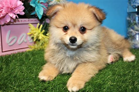 Pomeranian Puppies For Sale Long Island Puppies