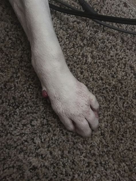 My Dog Has A Pinkish Color Lump By His Dewclaw He Suffers From A Log