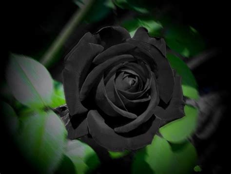Natural Black Flowers Beautiful Flowers Virtual University Of Pakistan