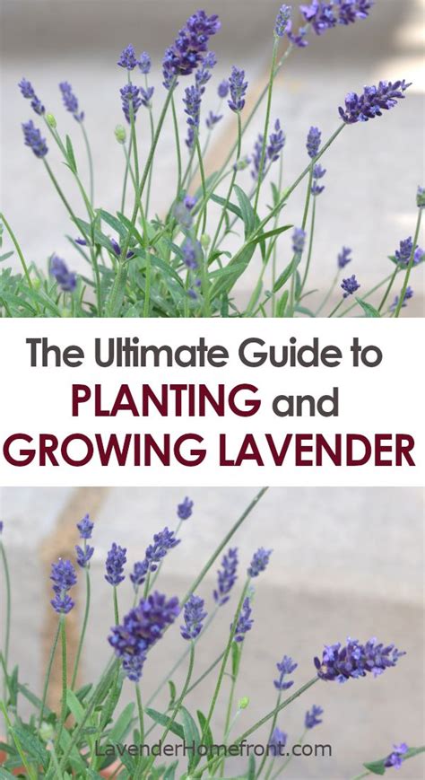 A Planting And Growing Guide To Lavender Growing Lavender Harvesting