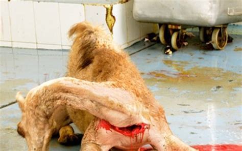 Pdf | camel meat has many benefits as a meat product. Drink recipes and cocktails that begin with c