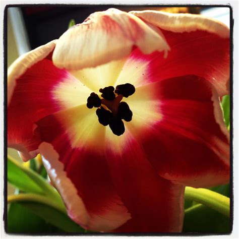 Miti e leggende del tulipano