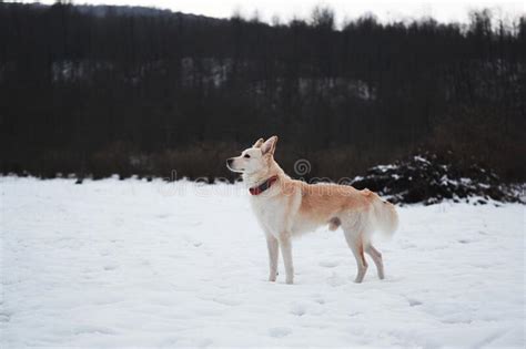 Adorable White Fluffy Pet Dog With Red Collar Walks In Winter Snow Park