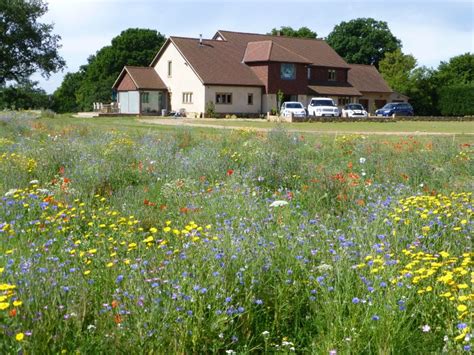Check spelling or type a new query. About 'Wild Flower Lawns and Meadows' - Wild Flower Lawns ...