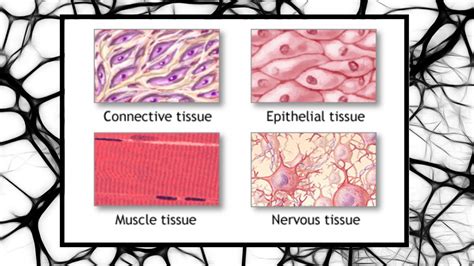 Cells Regeneration 4 Types Of Tissue In The Human Body Daily Medicos