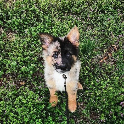German Australian Shepherd Dog Breed Information All You Need To Know