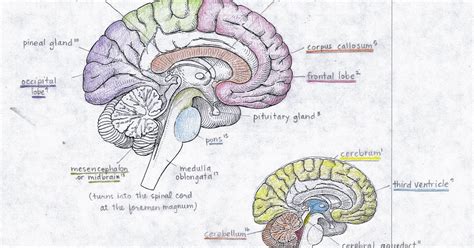 Human Anatomy Test 4 Colored And Labeled Brain Diagram