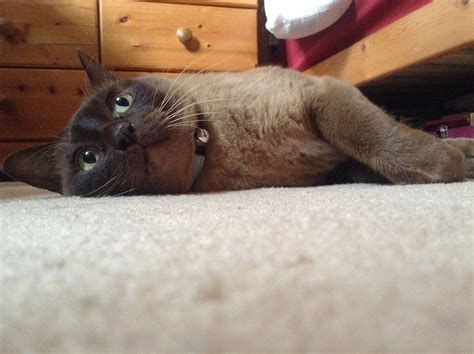 My Burmese Cat Gus Looking Super Cute Burmese Cat Cat Call