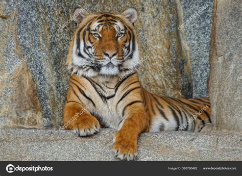 Male Siberian Tiger Resting Rocks Intense Stare Stock Photo By