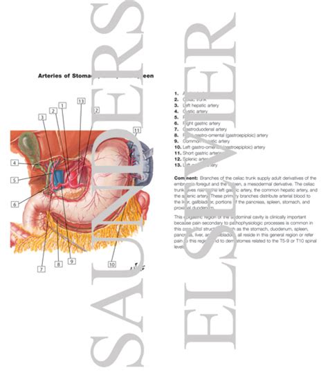 There is another vein chylomicrons carry the fat droplets from the gut wall, through portal circulation to the liver. Arteries of Stomach, Liver and Spleen Blood Supply of Stomach and Duodenum