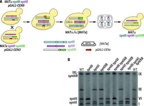 Design Of A Synthetic Yeast Genome Science