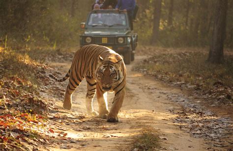 Tiger Reserves In India Perfect Places To Spot Tigers In India In 2019