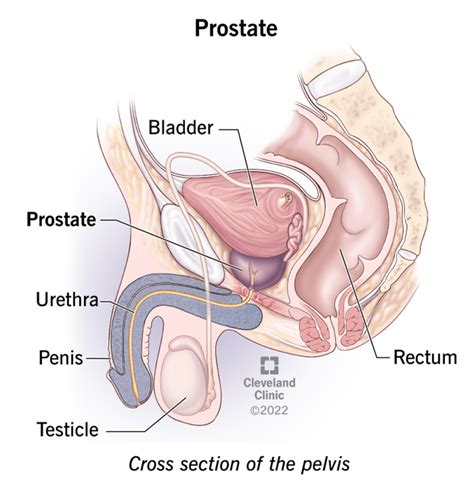 Prostate Gland Prostate Gland Location And Function The Best Porn Website
