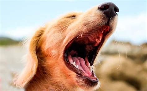 Causas De La Estomatitis En Perros Y Tratamiento