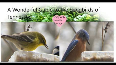 A Beautiful Guide To The Common Birds Of Tennessee Youtube