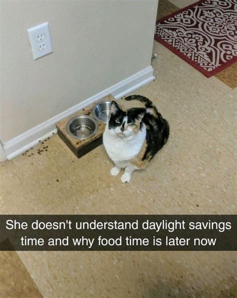 Daylight Saving Time Has Pets All Messed Up Memes Cute Animals With