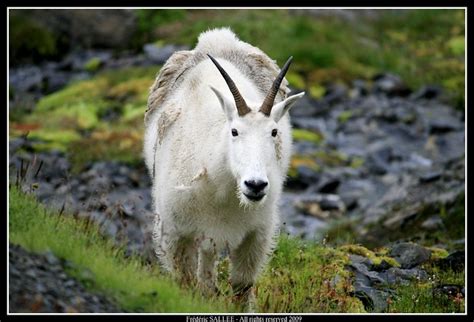 Mountain Goat Mountain Goat Alaska