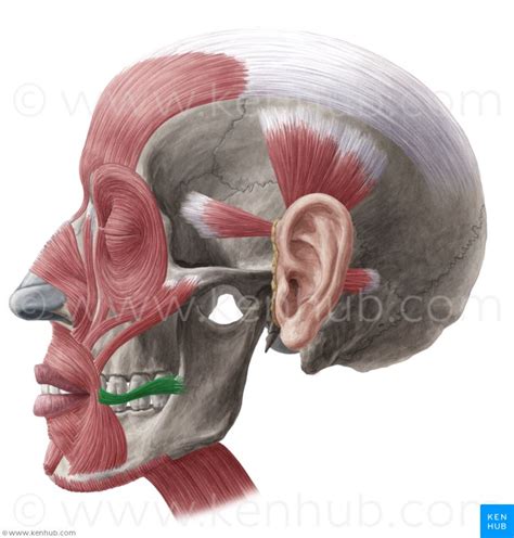 Risorius Fascia Superficial To Masseter Draws Laterally The Angle Of