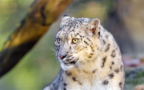 Download Wallpaper 1920x1200 Irbis Snow Leopard Big Cat Animal