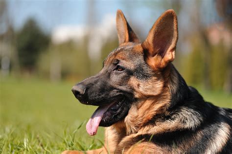 German Shepherd Puppy Love And Me