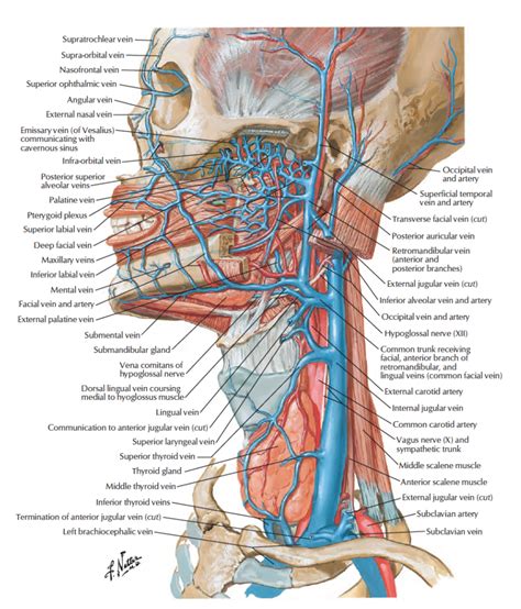 Together, the right and left common carotid arteries provide the principal blood supply to the head and neck. Human Anatomy Lessons: Veins in the neck