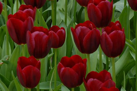 Tulipa Andnational Velvetand 3 Tulip Andnational Velvetand Bulbsrhs Gardening