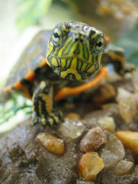 I Think This Is The Cutest Turtle Photo Ive Ever Seen Cute Baby
