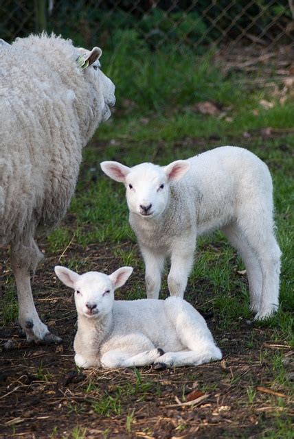 Little Lamb Sheep Cute Animal Free Photo On Pixabay Pixabay