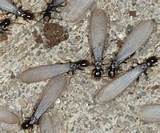 Images of Termite Control Procedure