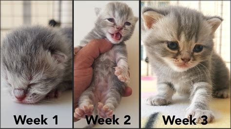 Kittens Growth 0 3 Weeks Watch How The Kittens Grows Guide For New Kitten Owners Youtube