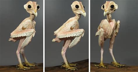 People Cant Get Over This Photo Of A Featherless Owl