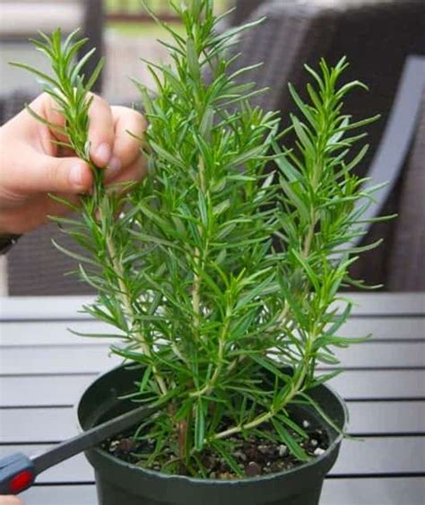 9 Jenis Tanaman Herba Yang Bisa Ditanam Dalam Pot Dan Cara Menanamnya