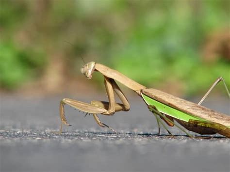 What Does It Mean When A Praying Mantis Lands On You