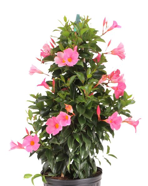 We did not find results for: Tropic Escape Hibiscus and Mandevilla | Costa Farms