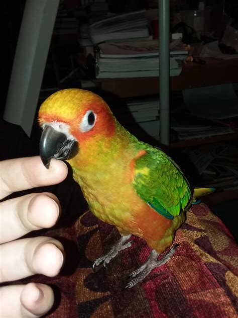 My 3 Month Old Sun Conure Is Acting Weird And Started Biting Me A Lot