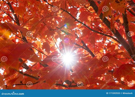 Maple Tree With Red Leaves Under The Sunlight During The Autumn With A