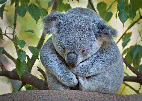 Lonely Koala Photography 27 Cute And Cuddly Koalas Bear Paws Koala