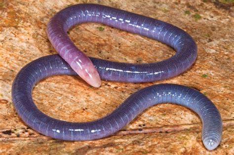 Sciency Thoughts A New Species Of Caecilian From French Guiana