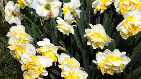 Download Wallpaper 1920x1080 Daffodils Flowers Flowerbed Spring