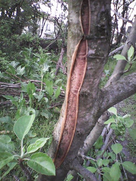 Problem With Pealing Bark Apple Tree General Fruit Growing