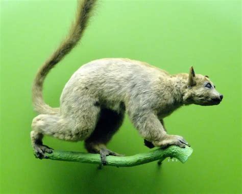 Masoala Fork Marked Lemur Facts Diet Habitat And Pictures On Animaliabio